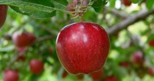 مراغه - پایگاه خبری اخبار بناب شهرستان بناب