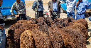 photo ۲۰۲۴ ۰۶ ۰۱ ۱۳ ۲۳ ۴۱ - پایگاه خبری اخبار بناب شهرستان بناب